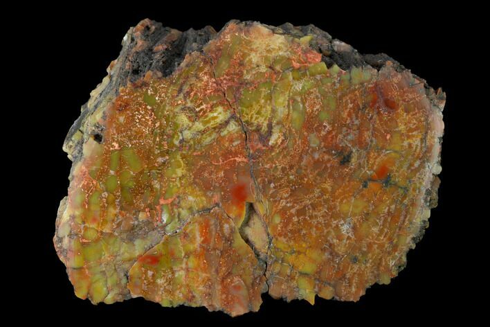 Polished Red/Yellow Petrified Wood (Araucarioxylon) - Arizona #147889
